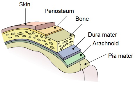 The Meninges